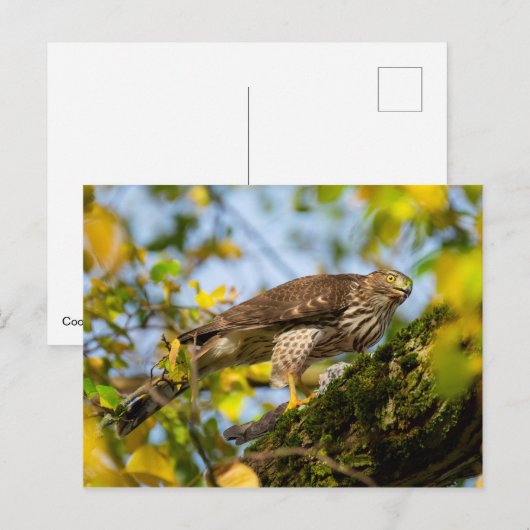 Cooper's Hawk Briefkaart (Voorkant / Achterkant)