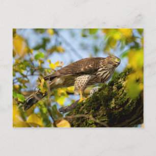 Cooper's Hawk Briefkaart