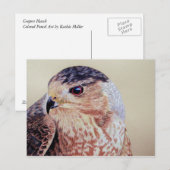 Coopers Hawk Briefkaart (Voorkant / Achterkant)