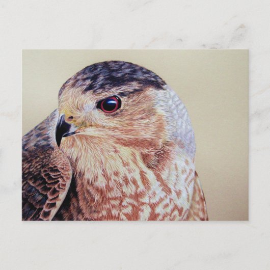 Coopers Hawk Briefkaart (Voorkant)