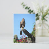 Cooper's Hawk Briefkaart (Staand voorkant)