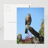 Cooper's Hawk Briefkaart (Voorkant / Achterkant)