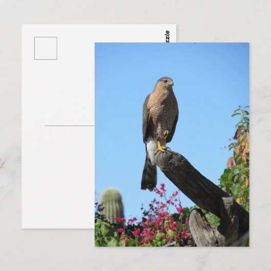 Cooper's Hawk Briefkaart (Voorkant / Achterkant)