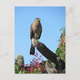 Cooper's Hawk Briefkaart