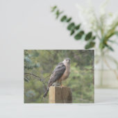 Cooper's Hawk Briefkaart (Staand voorkant)