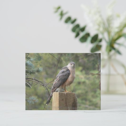 Cooper's Hawk Briefkaart (Staand voorkant)