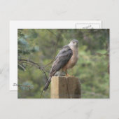 Cooper's Hawk Briefkaart (Voorkant / Achterkant)