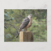 Cooper's Hawk Briefkaart (Voorkant)