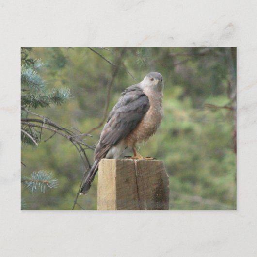 Cooper's Hawk Briefkaart (Voorkant)