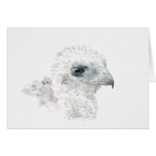 Coopers Hawk Chick (Voorkant Horizontaal)