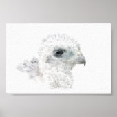 Coopers Hawk Chick Poster (Voorkant)