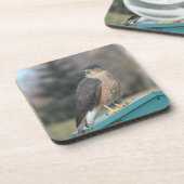 Coopers Hawk Drankjes Onderzetter (Linkerzijde)