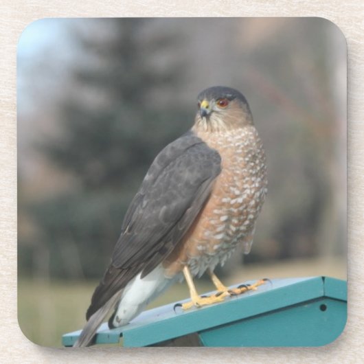 Coopers Hawk Drankjes Onderzetter (Voorkant)