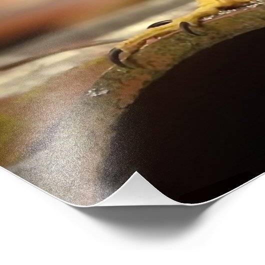 Cooper's Hawk Foto Afdruk (Hoek)