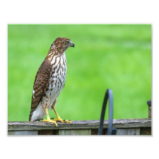 Cooper's Hawk Fotoprint 1 Foto Afdruk (Voorkant)