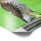 Cooper's Hawk Fotoprint 1 Foto Afdruk (Hoek)