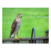 Cooper's Hawk Fotoprint 2 Foto Afdruk (Voorkant)
