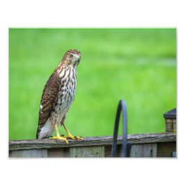 Cooper's Hawk Fotoprint 2 Foto Afdruk