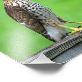 Cooper's Hawk Fotoprint 2 Foto Afdruk (Hoek)