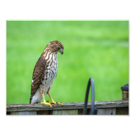 Cooper's Hawk Fotoprint 3 Foto Afdruk