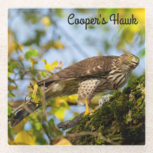 Cooper's Hawk Glazen Onderzetter
