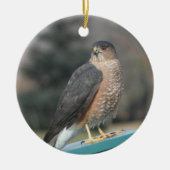 Coopers Hawk Keramisch Ornament (Voorkant)