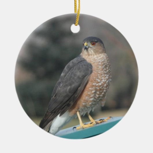 Coopers Hawk Keramisch Ornament (Voorkant)