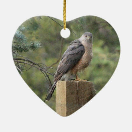 Cooper's Hawk Keramisch Ornament (Achterkant)