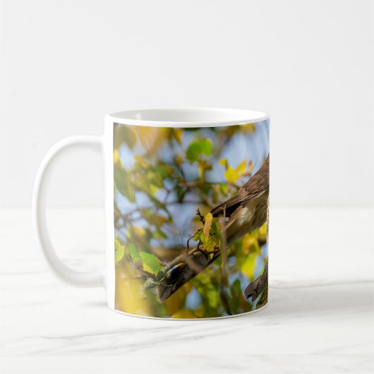 Cooper's hawk koffiemok (Links)