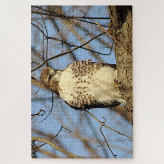 Cooper's Hawk Legpuzzel (Verticaal)