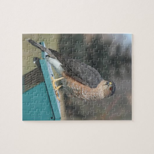Coopers Hawk Legpuzzel (Horizontaal)