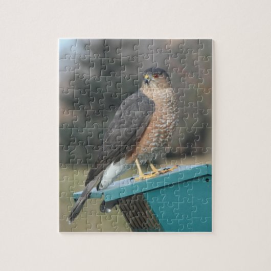 Coopers Hawk Legpuzzel (Verticaal)