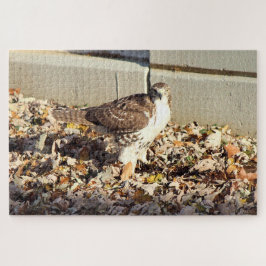 Cooper's Hawk Legpuzzel