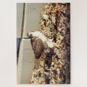 Cooper's Hawk Legpuzzel (Verticaal)