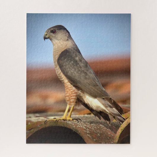 Cooper's Hawk Legpuzzel (Verticaal)
