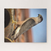 Cooper's Hawk Legpuzzel (Horizontaal)