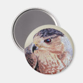 Coopers Hawk Magneet (Voorkant / Achterkant)