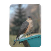Coopers Hawk Magneet (Verticaal)