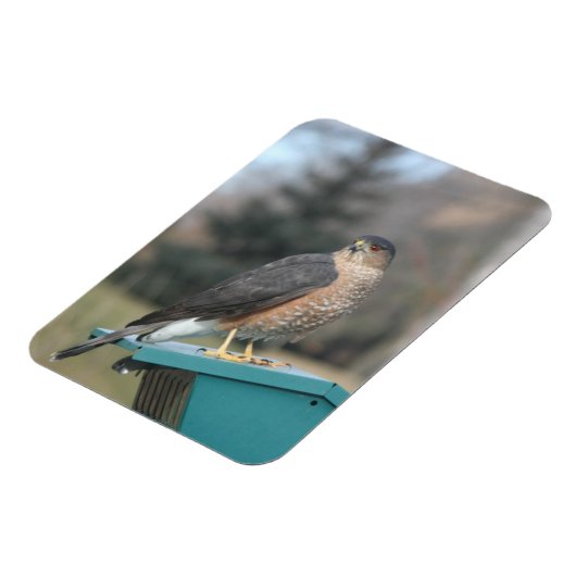 Coopers Hawk Magneet (Linkerzijde)