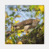 Cooper's hawk magneet (Voorkant)
