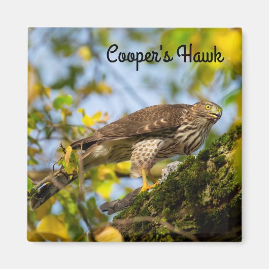 Cooper's hawk magneet (Voorkant)