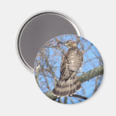 Cooper's Hawk magnet (Voorkant / Achterkant)