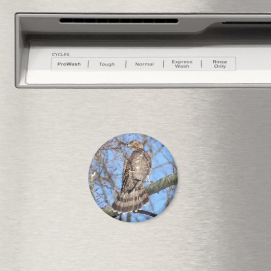 Cooper's Hawk magnet (Insitu (Vaatwasser))