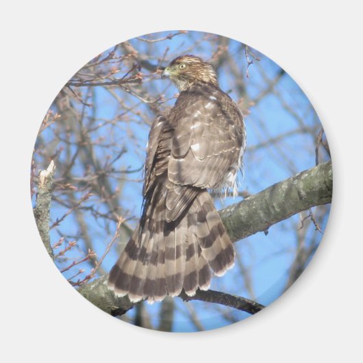 Cooper's Hawk magnet (Voorkant)