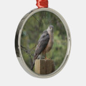 Cooper's Hawk Metalen Ornament (Rechts)