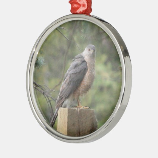 Cooper's Hawk Metalen Ornament (Links)