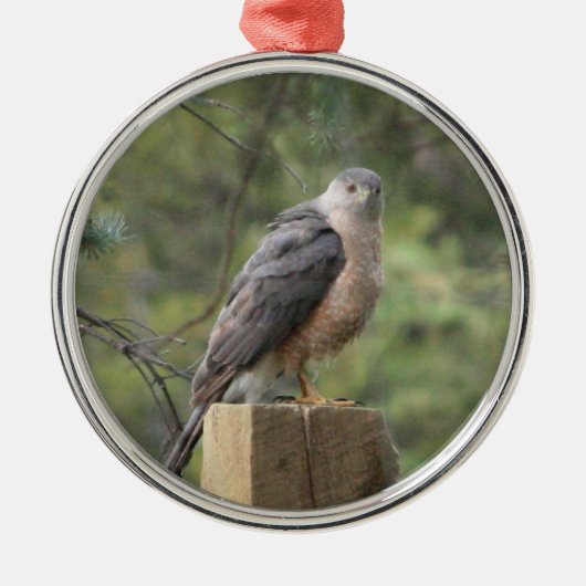 Cooper's Hawk Metalen Ornament (Voorkant)