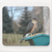 Coopers Hawk Muismat (Voorkant)