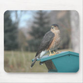 Coopers Hawk Muismat (Voorkant)