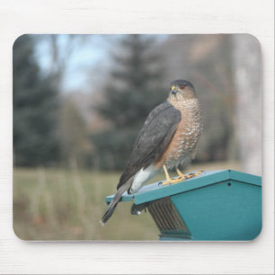 Coopers Hawk Muismat